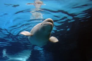 Beluga Whale: لقطة ثمينة تظهر حوت بيلوغا يمرح مع طفل صغير لا يعلم ما الذي ينتظره