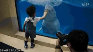 Beluga Whale: لقطة ثمينة تظهر حوت بيلوغا يمرح مع طفل صغير لا يعلم ما الذي ينتظره