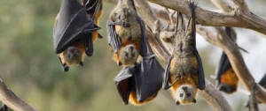 الحيوانات - الخفافيش - المصدر: mailman.columbia