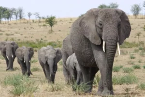 الحيوانات - الفيلة - المصدر: sinarharapan