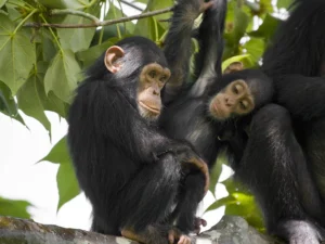 الحيوانات - قردة الشمبانزي - المصدر: kibaletours