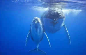 الحيوانات - الحيتان