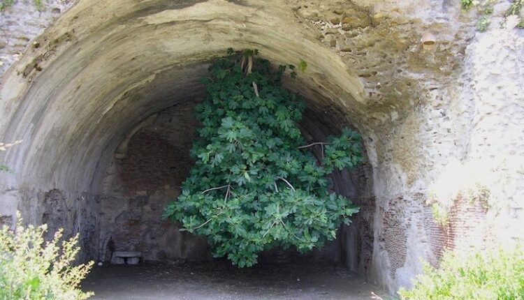 شجرة التين المقلوبة في إيطاليا تحذب السياح حول العالم